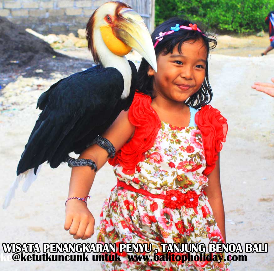 pulau-penyu