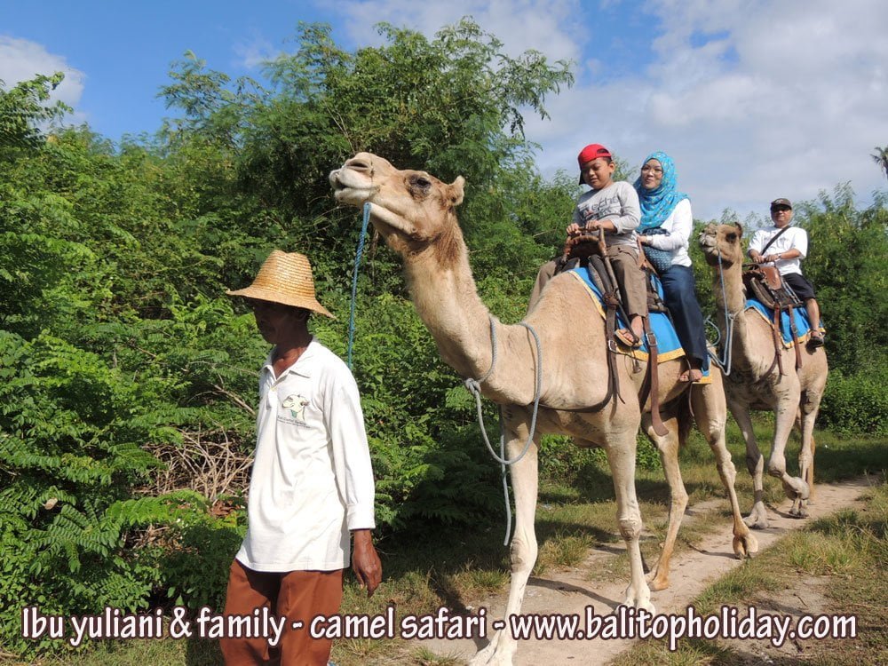 camel-safari-di-bali