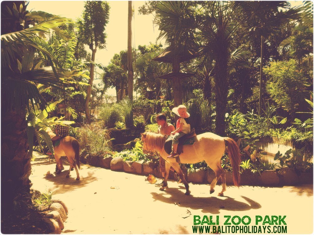 Naik-Kuda-Poni-di-Bali-zoo