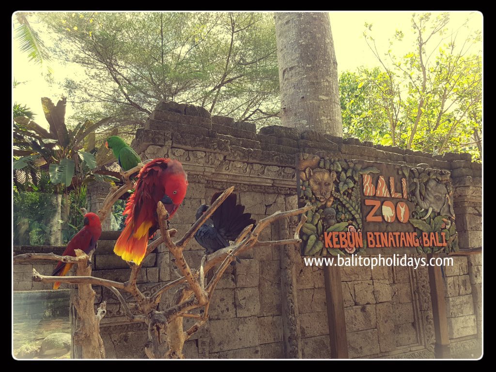 Tour Bali Zoo