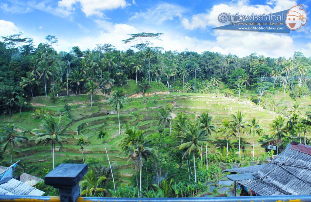 ceking tegalalang