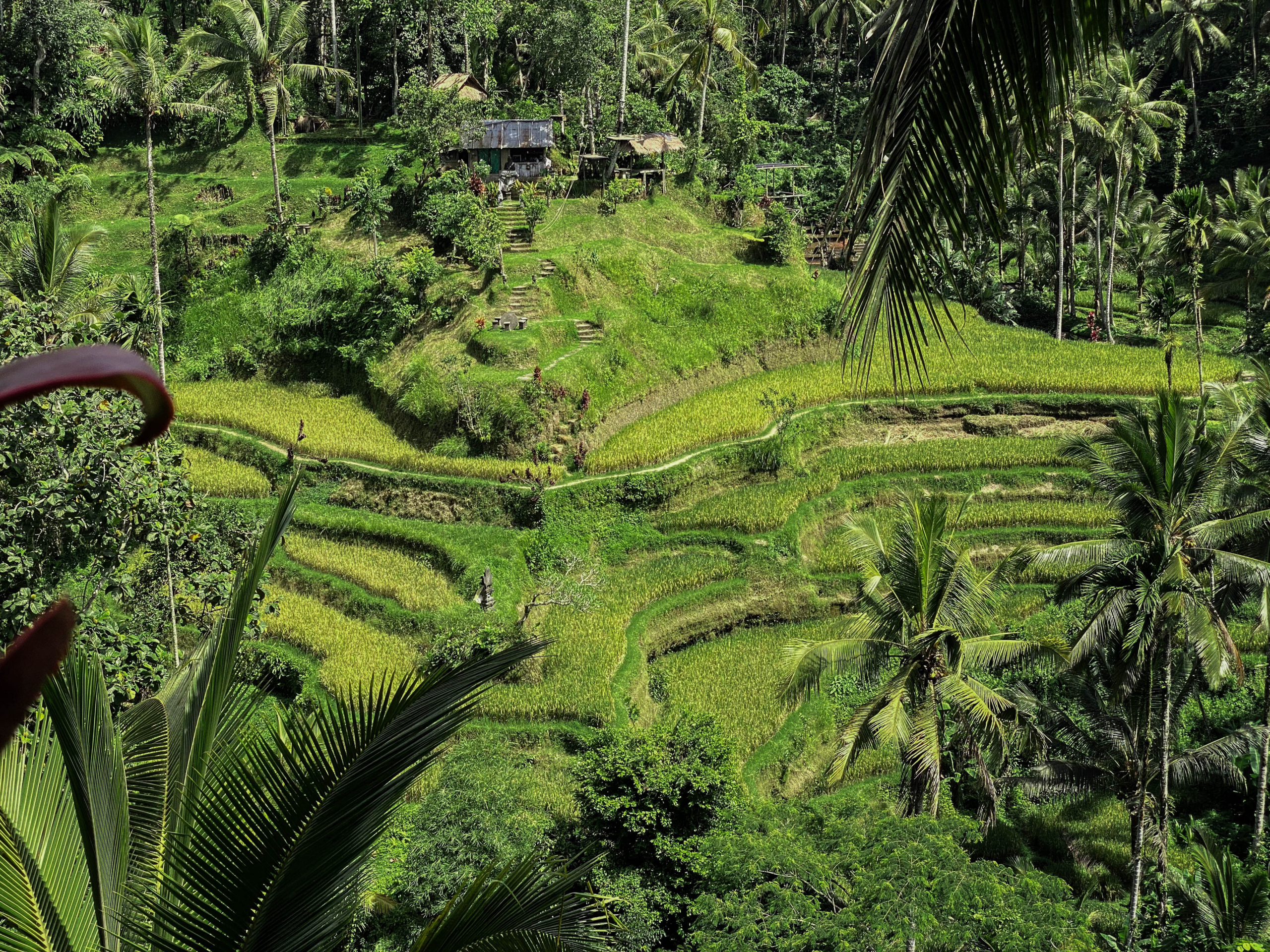 Liburan ke bali bulan April dan Mei dengan pemandangan sawah hijau